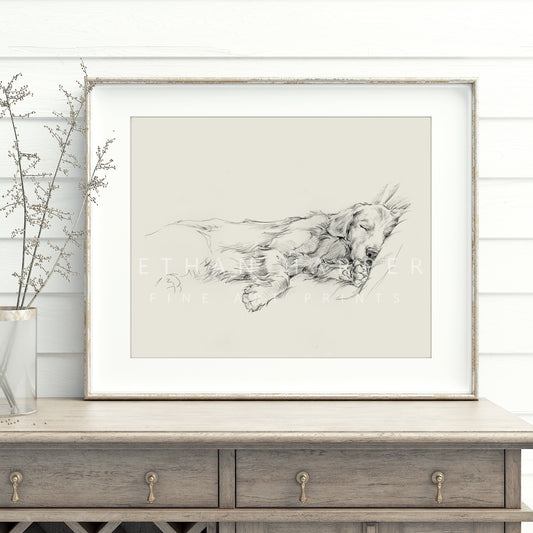 Golden Retriever Fine Art Print