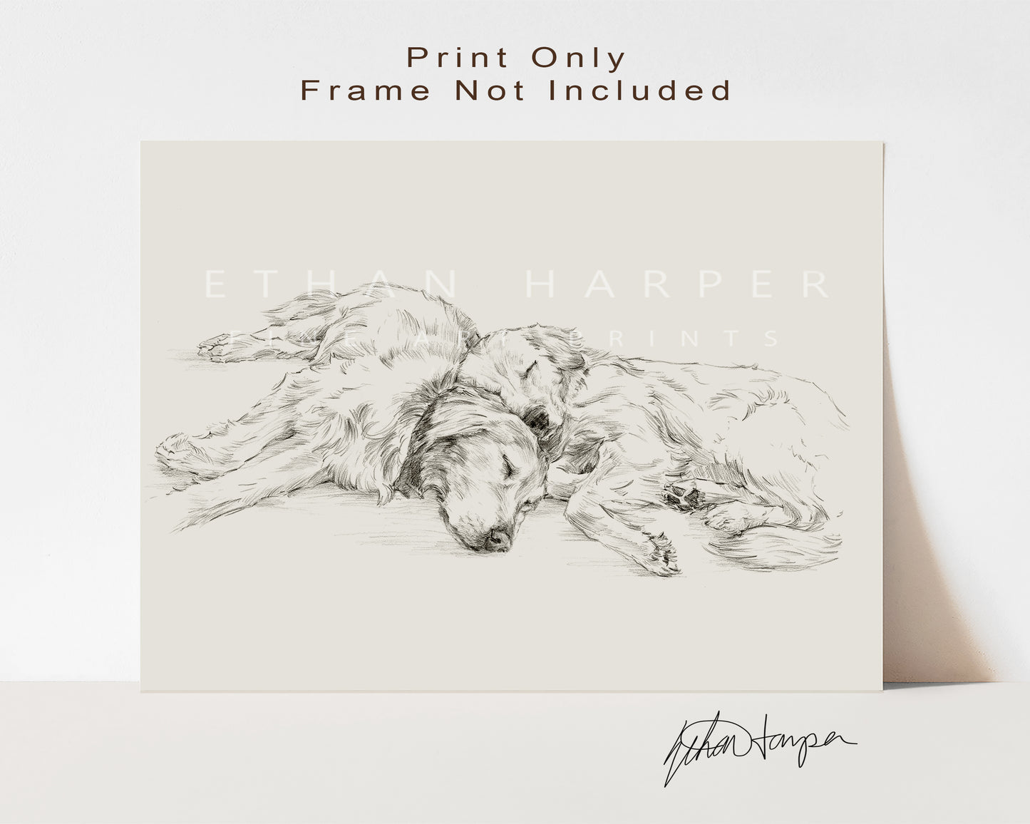Golden Retriever Drawing Fine Art Print by Artist, Ethan Harper. Artwork for Dog Lovers.